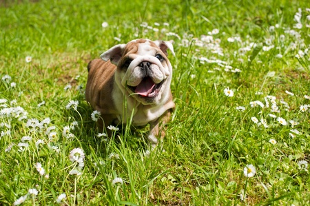 English bulldog puppyの写真素材