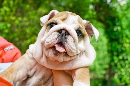 English bulldog puppyの写真素材