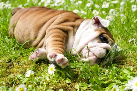English bulldog puppy の写真素材