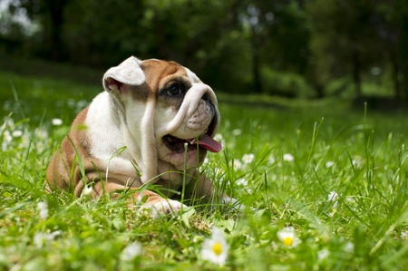 Cute happy bulldog puppy playing on fresh summer grassの写真素材