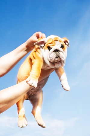 Holding English Bulldog puppy in the sky backgroundの写真素材