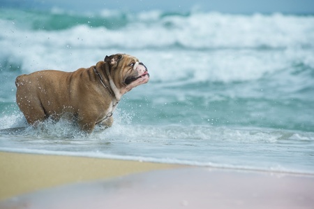 Happy dog Bulldog running at the sea の写真素材