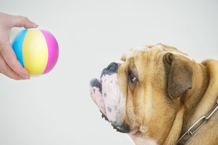 Obedience dog portraitの写真素材