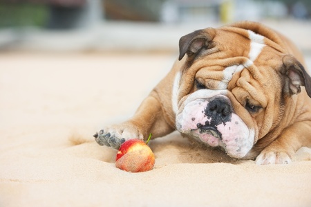 Happy dog Bulldog playing with appleの写真素材