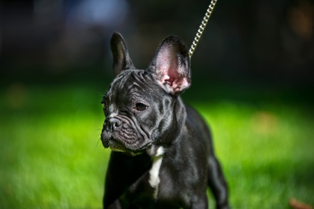 Black French bulldog puppy portrait on green grass backgroundの写真素材