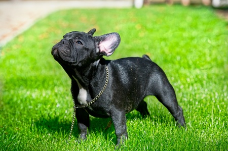 Black French bulldog puppy portrait on green grass backgroundの写真素材