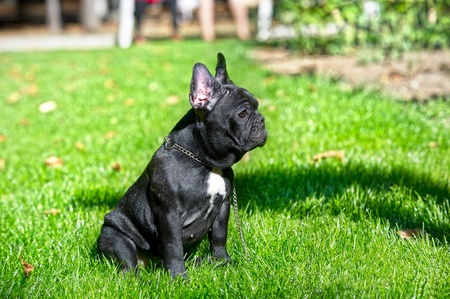Black French bulldog puppy portrait on green grass backgroundの写真素材