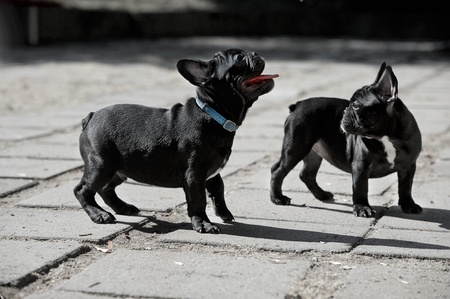 Two French bull dog puppies on a walkの写真素材