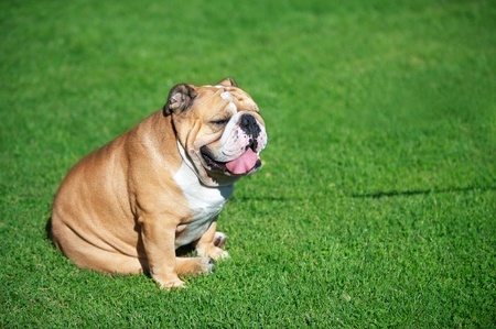 English bulldog on green grass fieldの写真素材