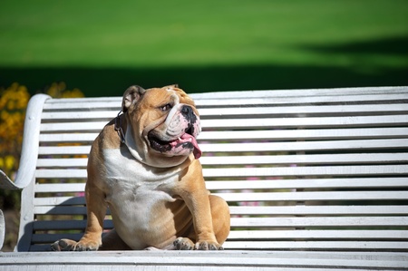 English Bulldog sitting on white bench の写真素材