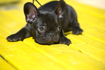 French bulldog puppy 50 days oldの写真素材