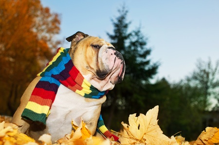 Bulldog in a scarf in autumnの写真素材