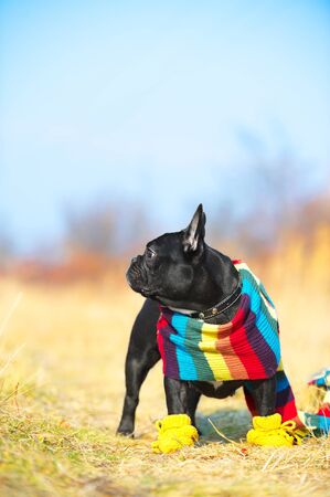 Cute french bulldogの写真素材