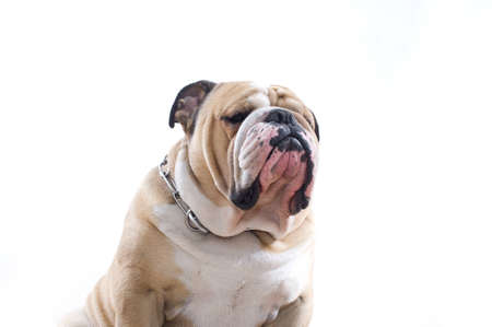 English Bulldog portrait isolatedの写真素材