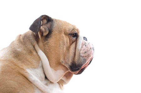 English Bulldog portrait isolatedの写真素材
