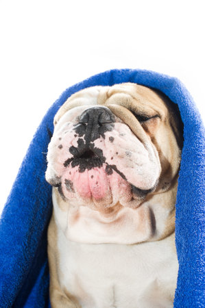 English Bulldog with towel on his headの写真素材