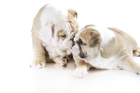 Cute english bulldog puppies playing isolated 
