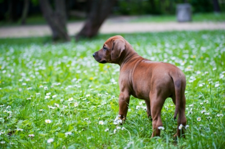 Cute rhodesian ridgeback puppy in a parkの写真素材