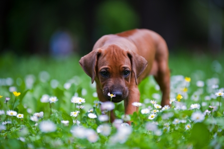 Cute rhodesian ridgeback puppy in a parkの写真素材