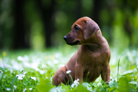 Cute rhodesian ridgeback puppy in a parkの写真素材