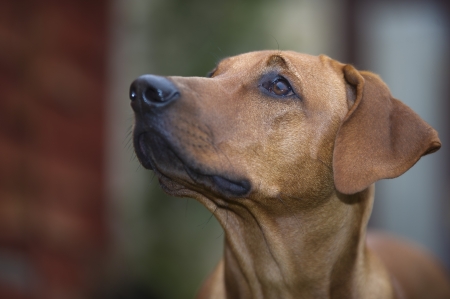 Beautiful young dog rhodesian ridgeback portrait outdoorsの写真素材