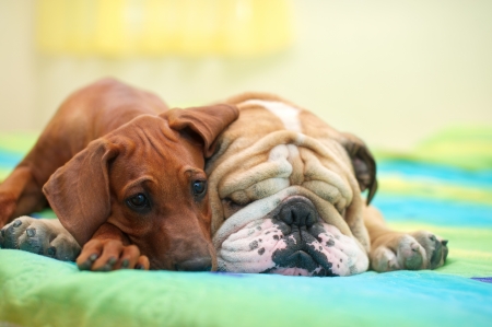 Rhodesian ridgeback puppy and english bulldog best dog friends relaxing on a bedの写真素材