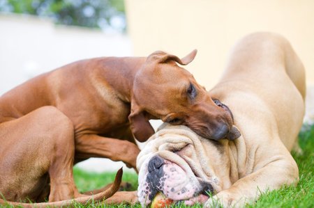 Best dog friends english bulldog and rhodesian ridgeback playing outdoors in the garden