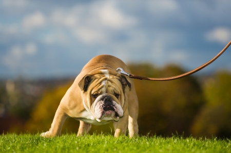 Beautiful dog english bulldog walking on a leashの写真素材