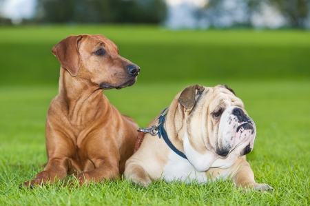 Best friends dogs english bulldog and rhodesian ridgebackの写真素材