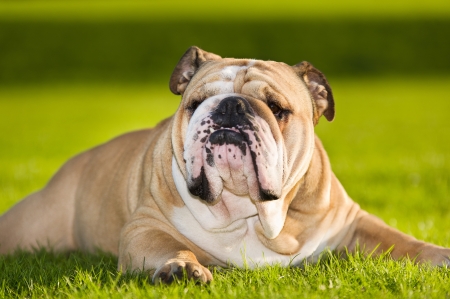 Beautiful dog english bulldog portrait in a fieldの写真素材