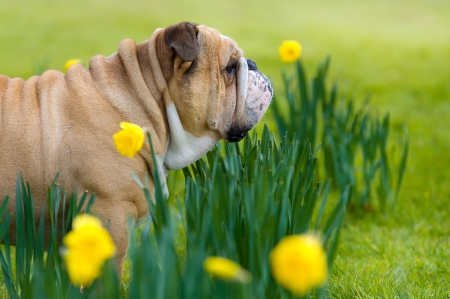 Happy cute english bulldog dog portrait in the spring field of yellow daffodilsの写真素材