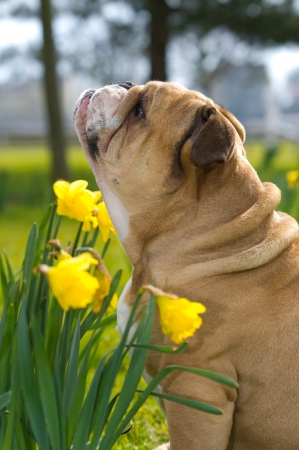 Happy cute english bulldog dog portrait in the spring field of yellow daffodilsの写真素材