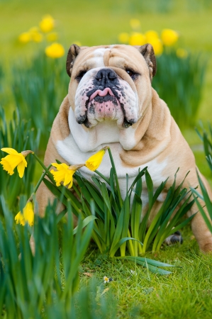Happy cute rhodesian ridgeback dog portrait in the spring field of yellow daffodilsの写真素材