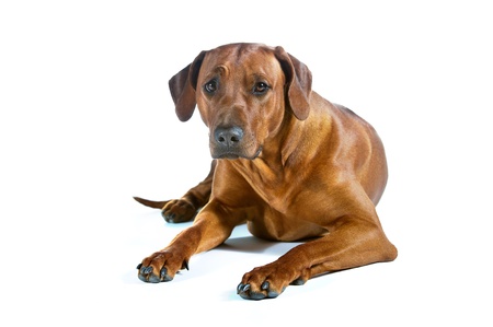 Beautiful smart young dog rhodesian ridgeback isolated on white backgroundの写真素材
