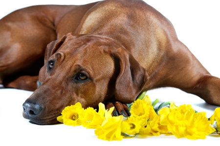 Beautiful dog rhodesian ridgeback laying in a bunch of cpring yellow daffodils flowers isolated on whiteの写真素材
