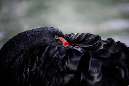 Beautiful black swan curled up sleeping on blurred backgroundの写真素材
