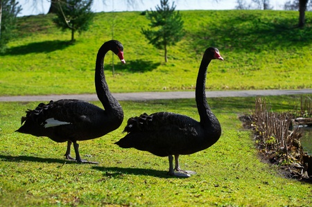 Two beautiful black swans couple walking on green lane parkの写真素材