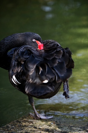 Portrait of a black swan with red beak cleaning it's feathers の写真素材