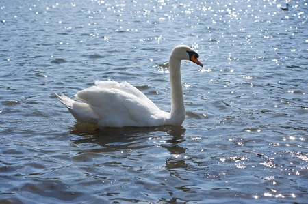 White swan swimming in a sparkling water lake or riverの写真素材