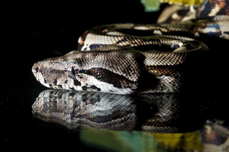 Python snake reptile close-up macro portrait on black bacgroundの写真素材