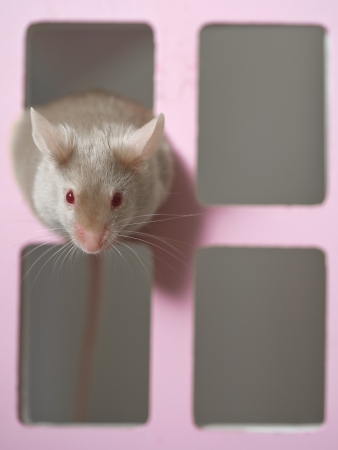 Cute mouse rat rodent looking out of a toy house windowの写真素材