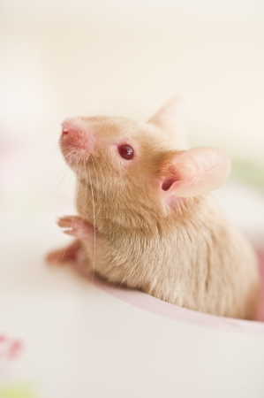 Cute mouse rat rodent looking out of a toy house windowの写真素材