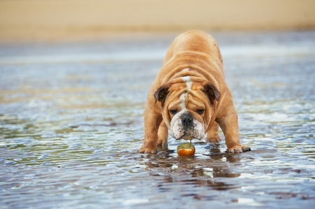 English bulldog dog funny standing in a water guarding his toy ballの写真素材