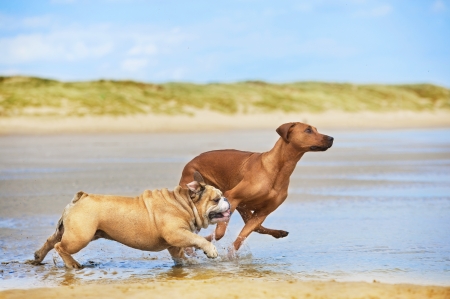 Two dogs english bulldog and rhodesian ridgeback dog running at the beach seaの写真素材