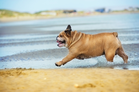 Happy dog bulldog running with splashes at the beach seeの写真素材
