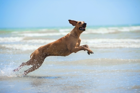 Happy dog rhodesian ridgeback running with splashes at the beach seeの写真素材