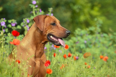 Cute beautiful rhodesian ridgeback dog puppy in a field of flowersの写真素材