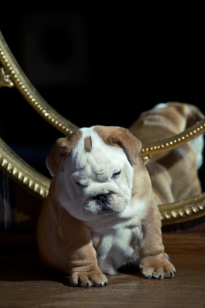 Cute english bulldog puppy in beautiful interior room の写真素材