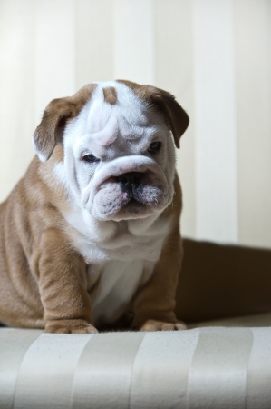 Cute english bulldog puppy in beautiful interior room の写真素材