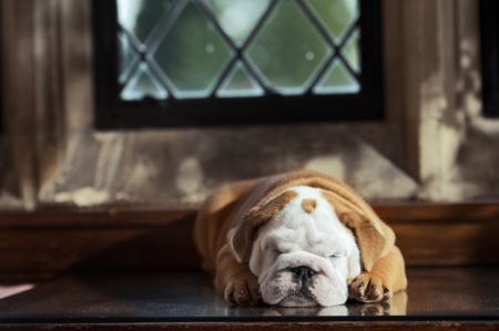 Cute english bulldog puppy in in a luxury room indoors laying by a windowの写真素材